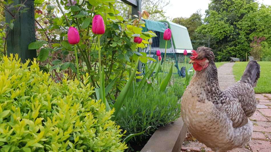 En høne overfor tulipaner i haven og et Omlet Eglu Go UP hønsehus