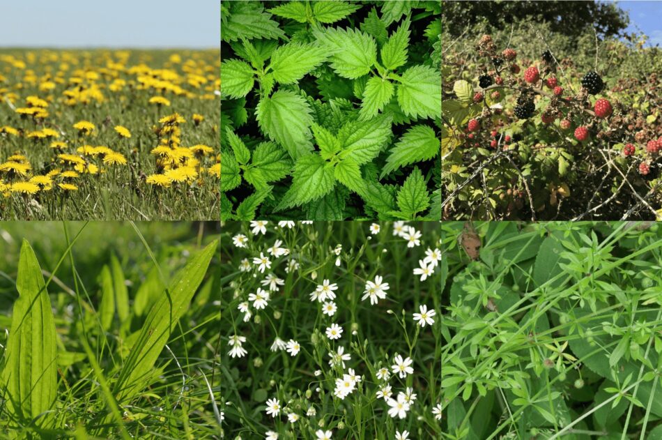 Collage af 6 planter til fouragering til dine kaniner
