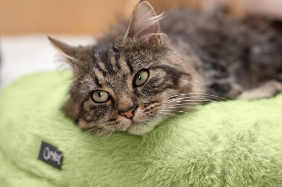 Kat ligger på pistaciefarvet Omlet Maya katteseng
