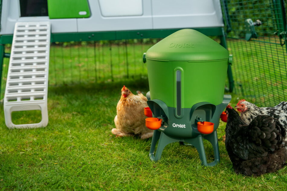 høner drikker fra Omlet-drikkeautomaten foran eglu pro