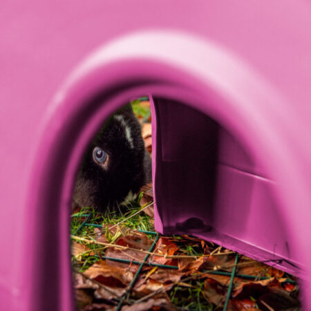 En blåøjet kanin kigger igennem et lyserødt Zippi shelter