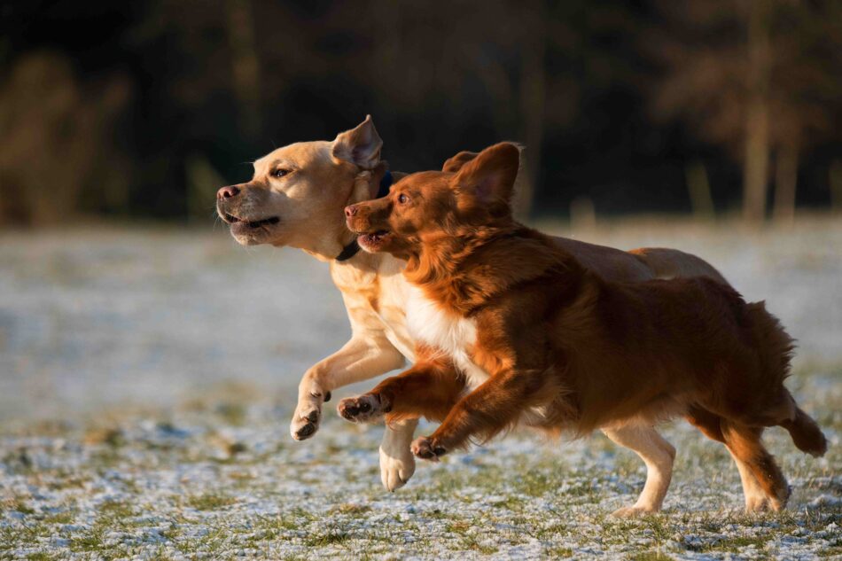 To hunde løber ved siden af hinanden