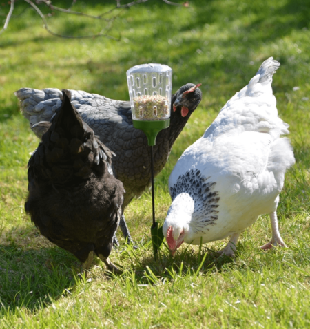 Tre høns med deres Omlet Peck Toy