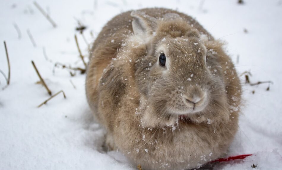 En blød brun kanin i sneen