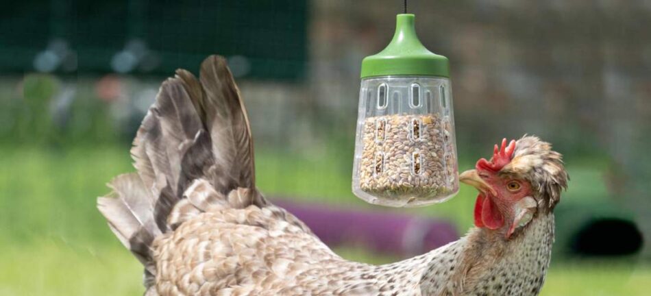 Høne spiser godbid fra Omlet Pendant Peck Toy