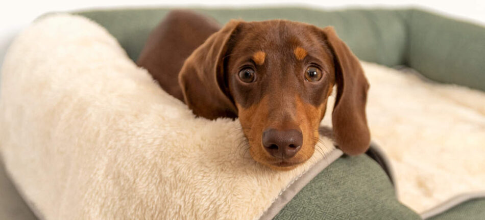En gravhund slapper af på en Omlet hundeseng med støttekant