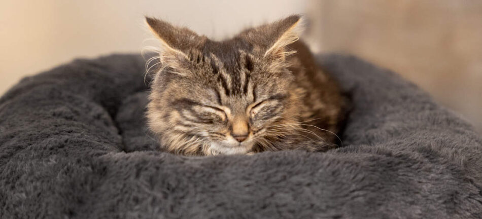 Kat sover på Omlet Maya Donut katteseng i Earl Grey 