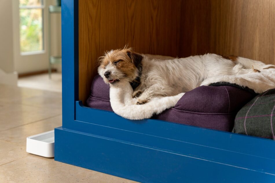 Terrier sover på Omlet lammeskindstæppe topmadras på hundeseng med støttekant