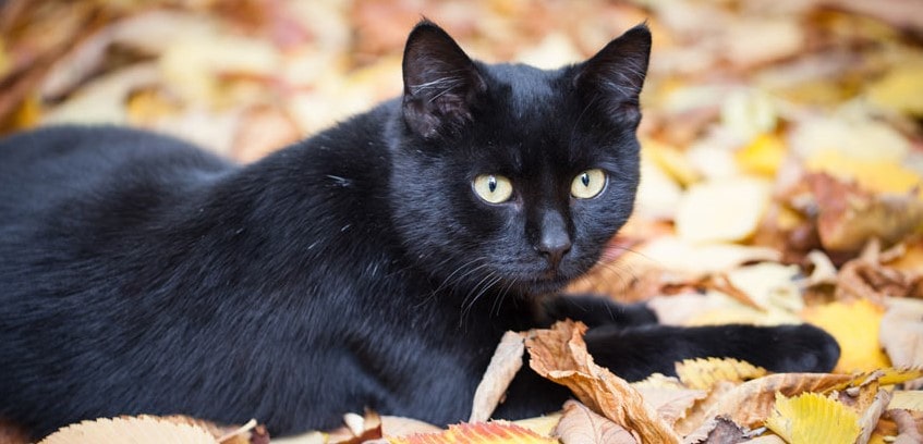 Sort kat sidder udenfor på blade