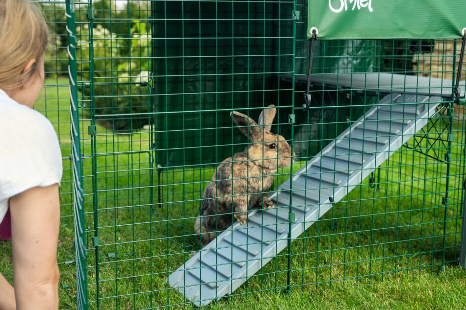 Kanin hopper på Omlet Zippi kaninplatform mens ejeren ser på  