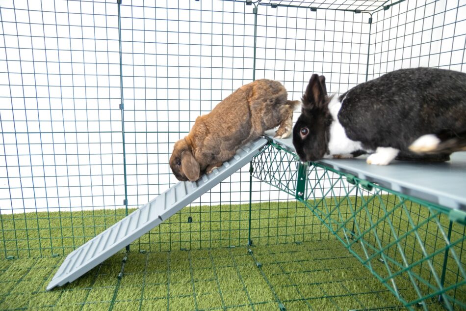 To kaniner, der bruger Omlet Zippi kaninplatforme  