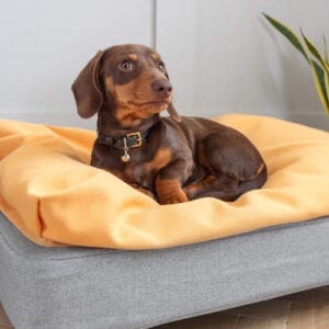En brun gravhund ligger på en Topology seng med gul sækkepude topmadras