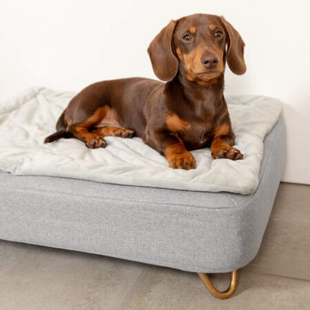 En brun gravhund ligger på en Topology seng med quiltet topmadras