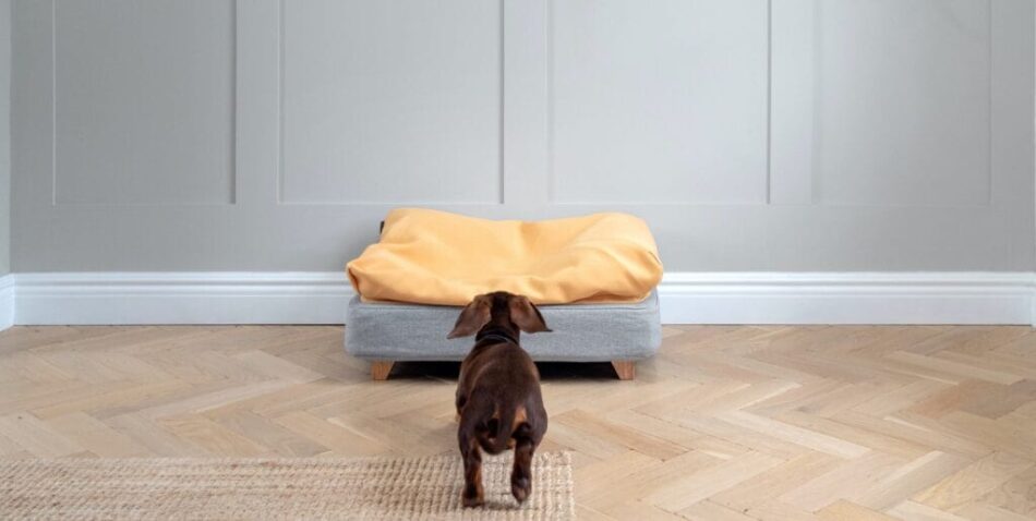 En brun gravhund løber op til sin Topology seng med gul sækkepude topmadras
