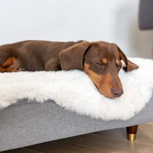 En brun gravhund sover på en Topology seng med lammeskind topmadras