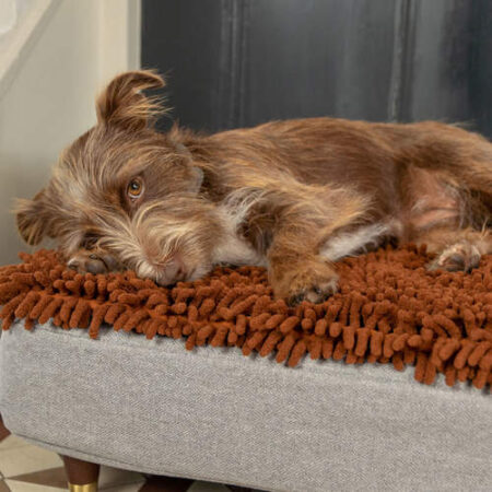 En brun hund sover på en Topology seng med mikrofiber topmadras