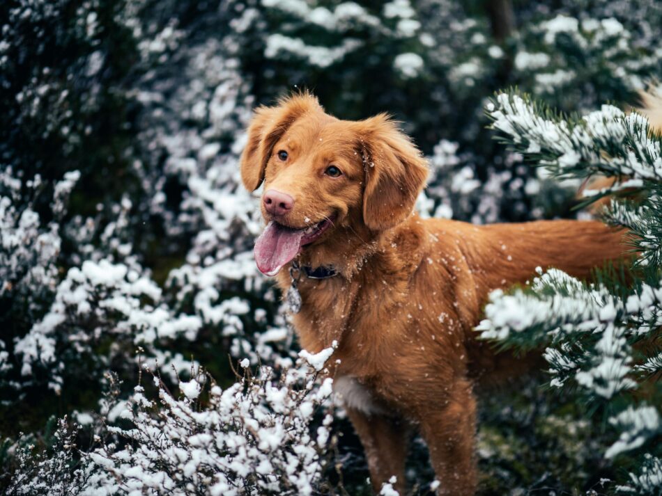 En hund står udenfor omgivet af træer med sne