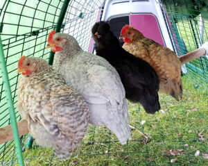 Fire høns sidder sammen på en siddepind