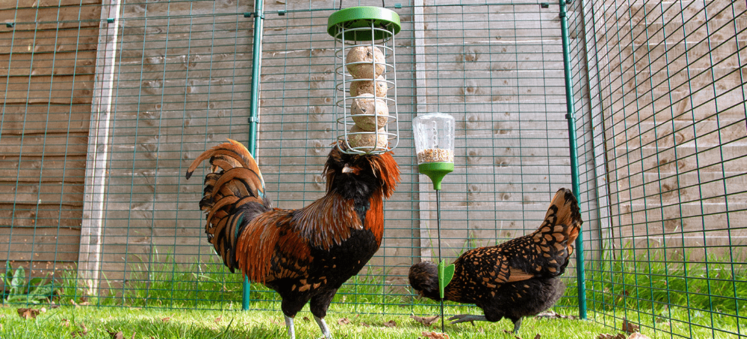 En hane og en høne med Omlet Caddi godbidsdispenser og Peck Toy