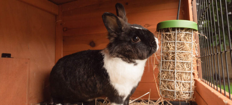 Sort og hvid kanin spiser fra Caddi godbidsdispenser til kaniner