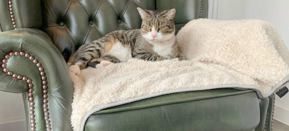 Kat hviler sig på Omlet luksus superblødt kattetæppe