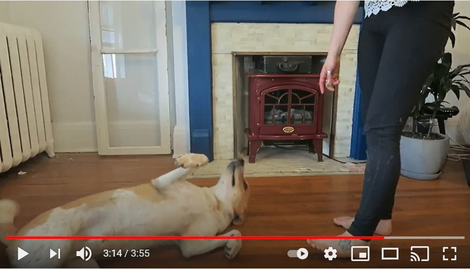 Skærmbillede af Youtube video af hund, der laver tricks