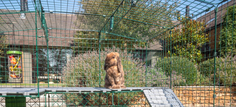 Brun kanin der står på bagbenene på Zippi platforme i kaningård