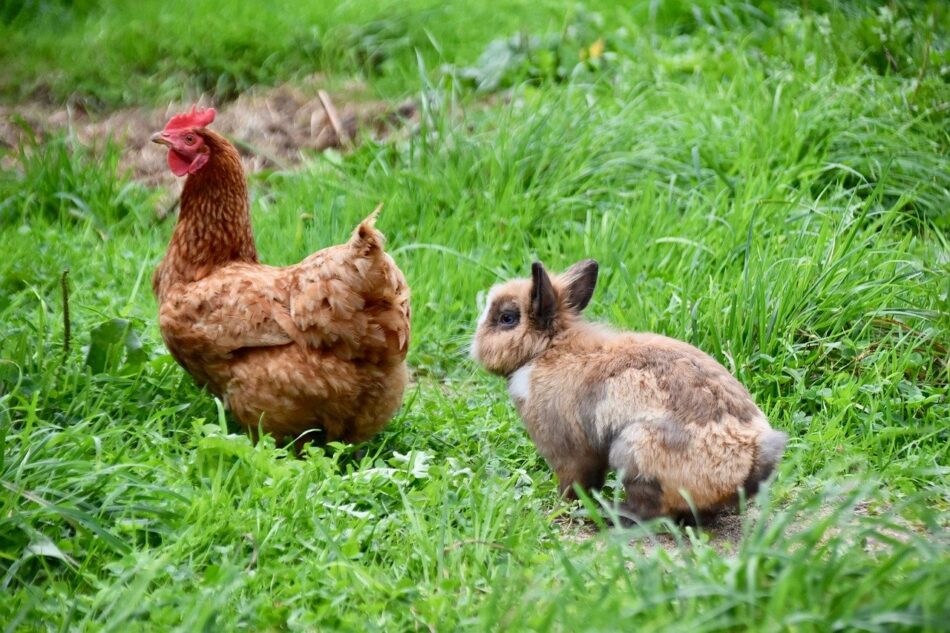 Brun kanin hopper bagved en høne