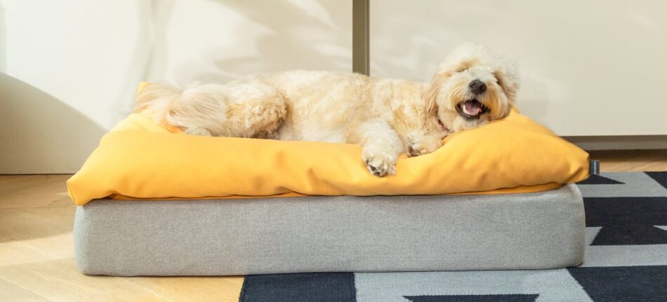 Hund ligger på gul sækkepude topmadras på Omlet Topology hundeseng