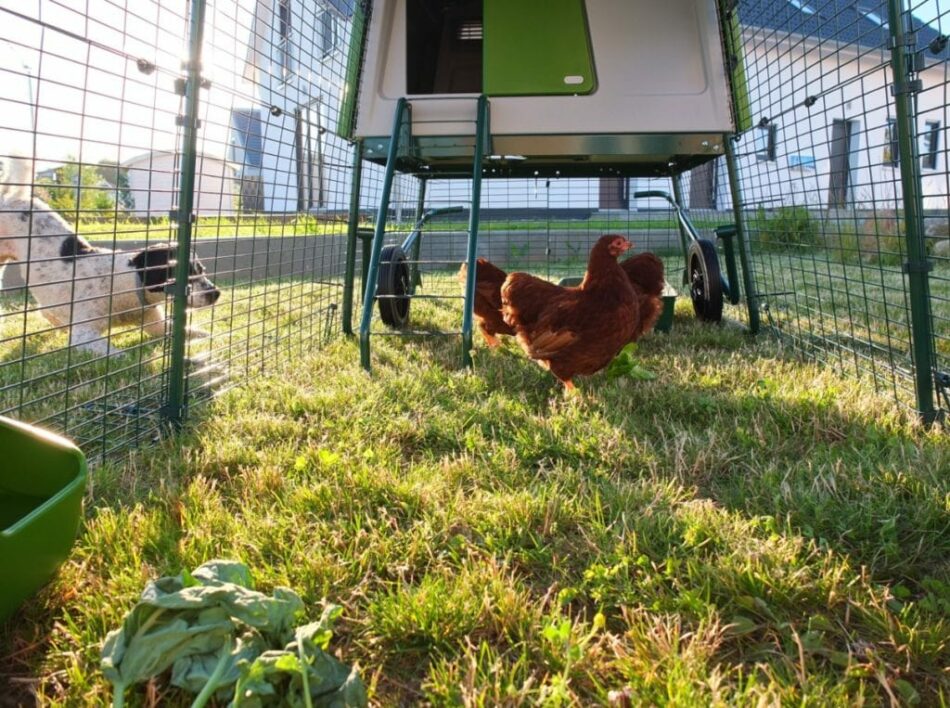 Hund og høne interagerer med hjælp fra Omlet Eglu Cube hønsehuset 