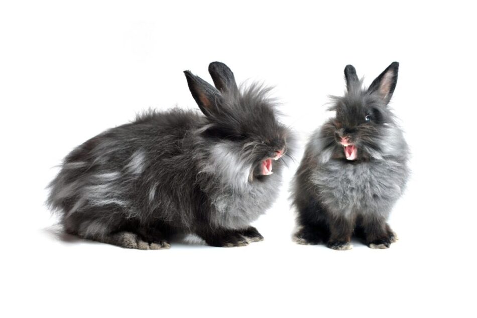 To grå, vrede, aggressive kaniner