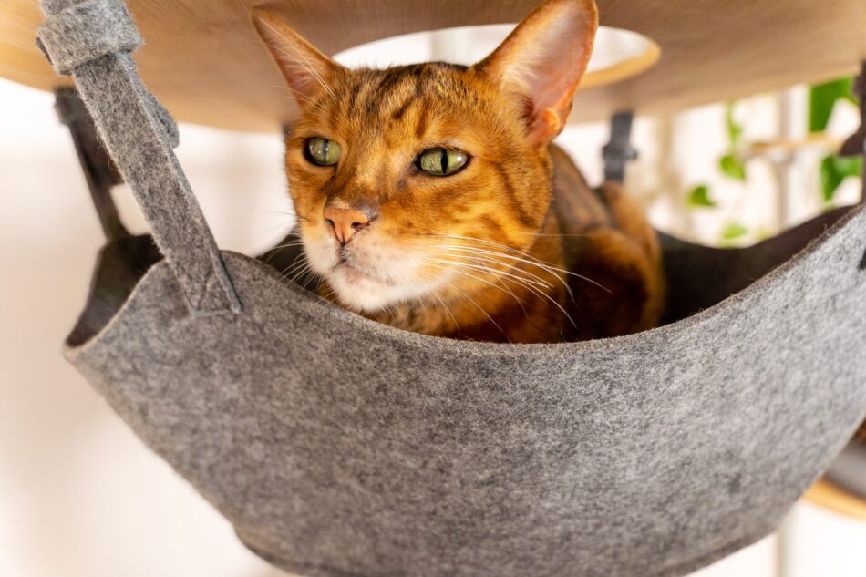 Nærbillede af kats ansigt, mens den sidder i hængekøje på Omlet Freestyle kattetræ
