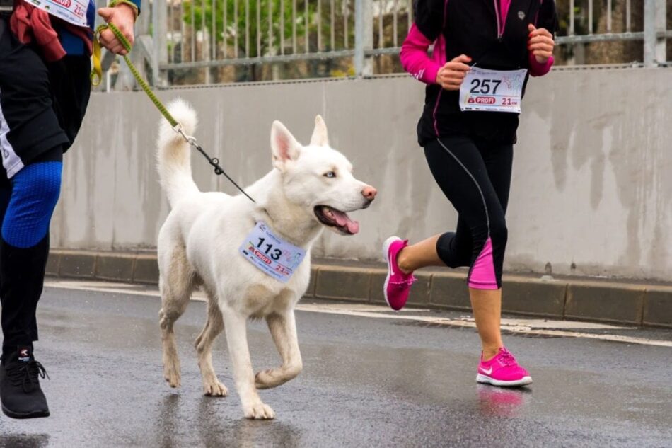 En hund løber med sin ejer i et motionsløb