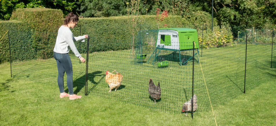 Hønsepasser passer høns med Omlets hønsehegn og Eglu Cube hønsehus 