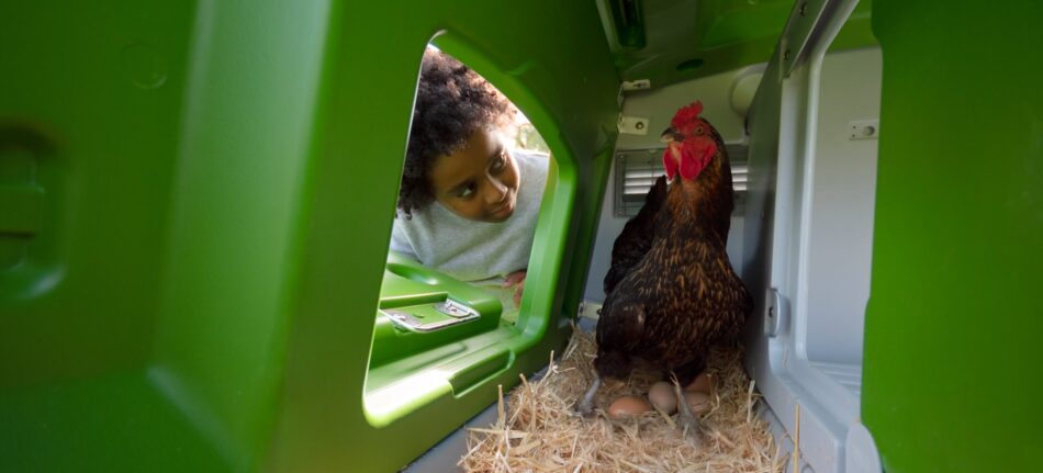 Dreng ser på en høne der lægger æg i et Omlet Eglu Cube hønsehus