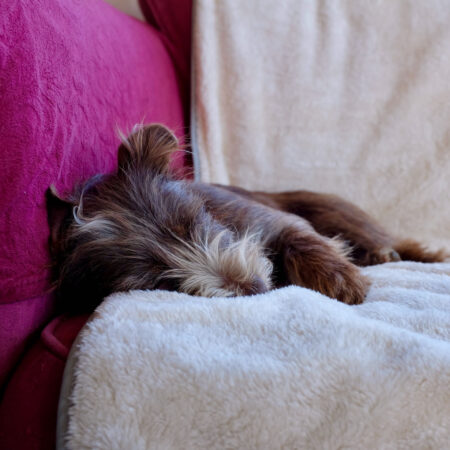 brun hund slapper af på et tæppe på en rød sofa