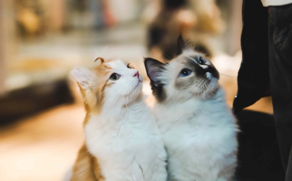 To nuttede katte kigger op i same retning