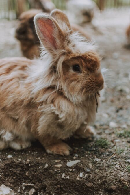 en fluffy brun kaninrace gumler på en pind
