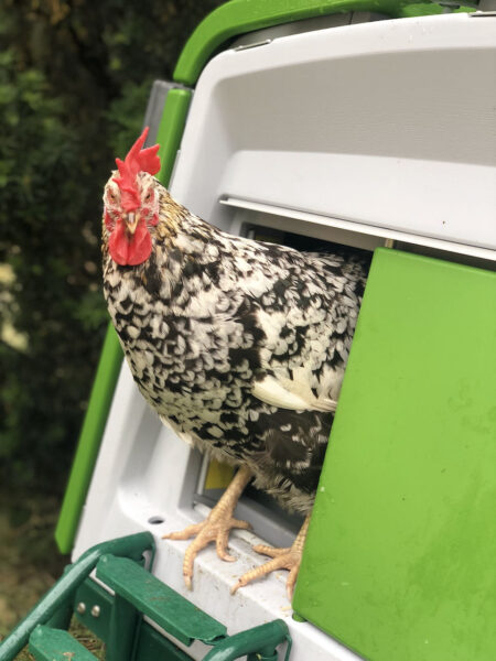 en høne kigger ud af et grønt hønsehus