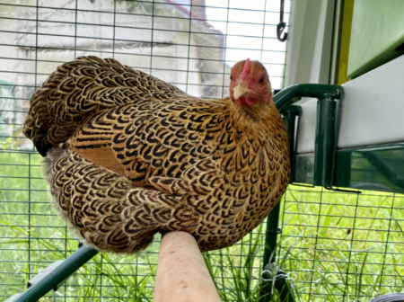 en smuk høne sidder på en siddepind i hønsegården
