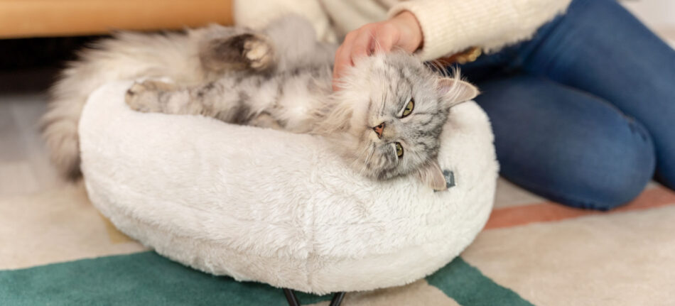 fluffy kat bliver kløet mens den ligger på en hvid donut seng