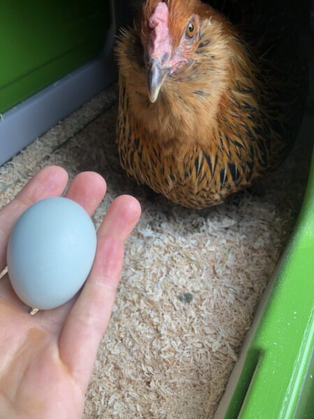 En høne i et Eglu hønsehus lægger blå æg