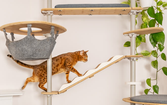 En kat går langs en rampe på Freestyle kattetræet