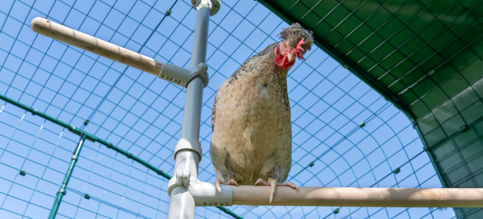 En høne sidder på et Omlet PoleTree