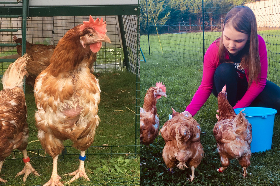 En pige fodrer adopterede høns i Eglu hønsegård