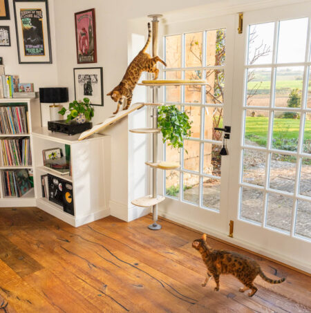 To bengalkatte klatrer på Freestyle kattetræet