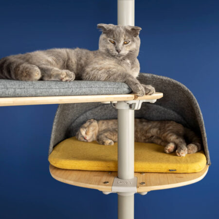 To katte slapper af på Freestyle kattetræet