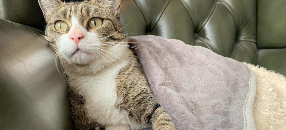 En kat hygger under Omlets luksuriøse superbløde kattetæppe