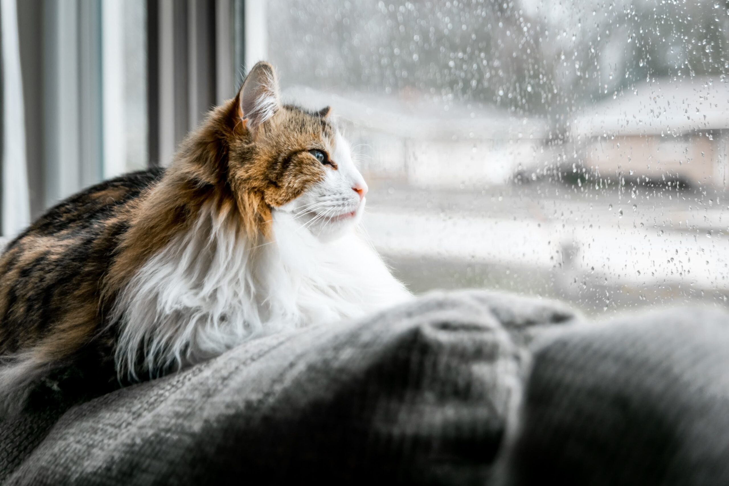 En kat kigger ud af vinduet, på sneen udenfor