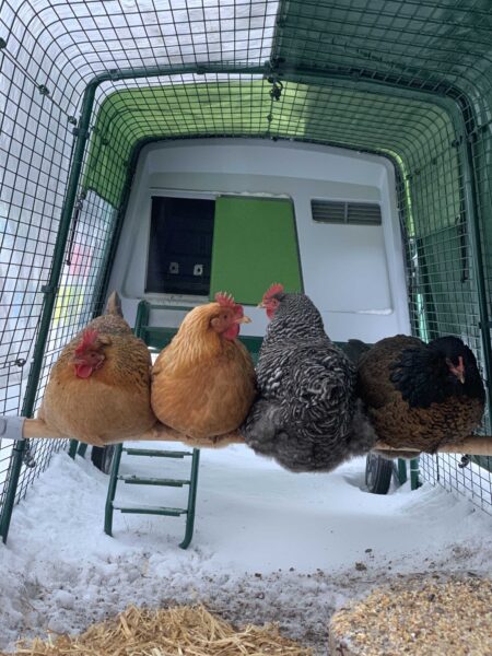 Høns på deres Omlet-hønsepind beskyttet mod elementerne i deres Omlet-hønsegård